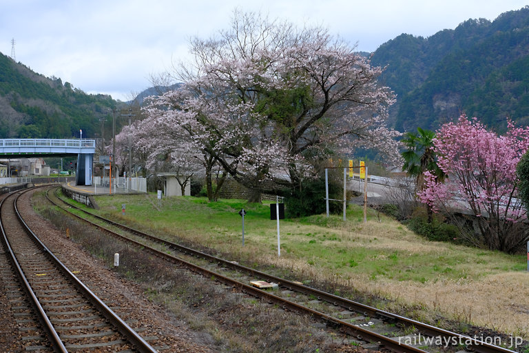 高山本線・上麻生駅、駅構内に咲く桜の木々