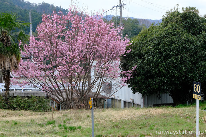 七宗町、高山本線・上麻生駅構内の桜