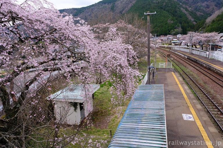 高山本線・上麻生駅上りホーム(2番線)の枝垂桜