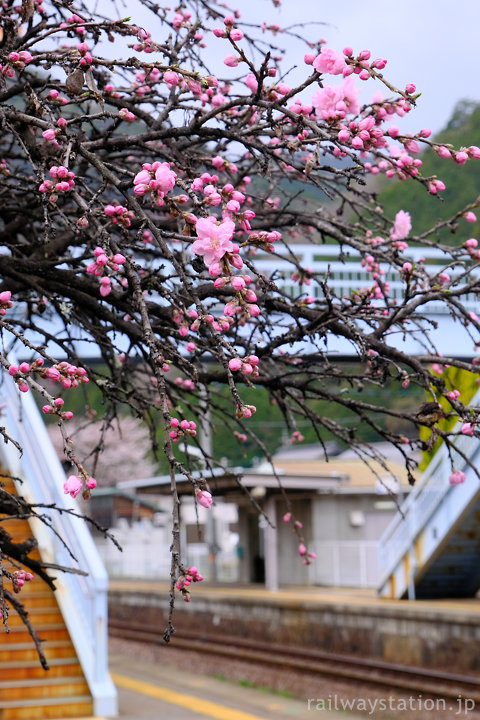高山本線・上麻生駅、まだ蕾ばかりの八重桜