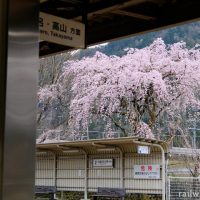 高山本線・上麻生駅、待合室から見た枝垂桜