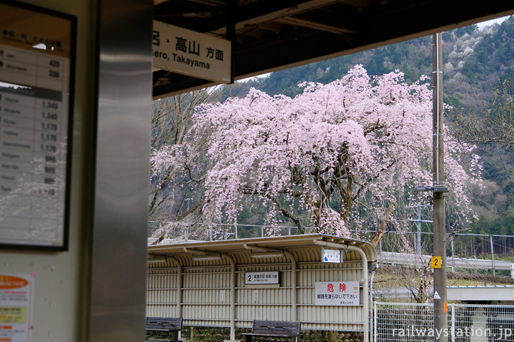 高山本線・上麻生駅、待合室から見た枝垂桜