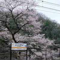 中央本線の秘境駅、古虎渓駅で咲き誇る桜