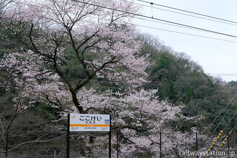 中央本線の秘境駅、古虎渓駅で咲き誇る桜