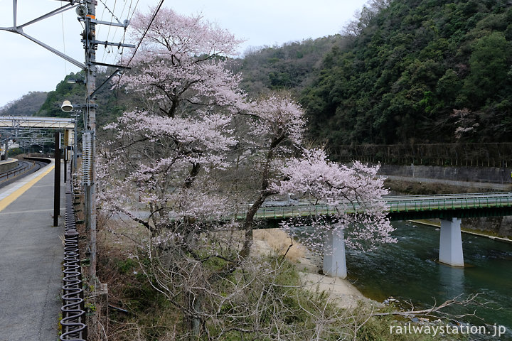 中央本線・古虎渓駅、上りホーム沿いに咲く桜