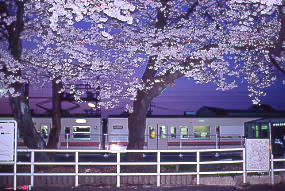 JR東海・飯田線・小坂井駅、旧駅舎跡地で満開の桜