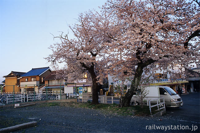 JR飯田線・小坂井駅、旧駅舎跡地に咲く2本の桜