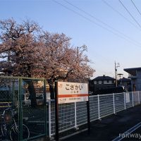 JR飯田線・小坂井駅、夕陽に彩られる桜とプラットホーム