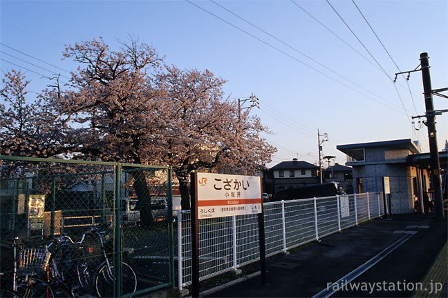 JR飯田線・小坂井駅、夕陽に彩られる桜とプラットホーム