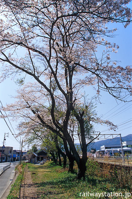 JR東海・飯田線・三河東郷駅の桜並木