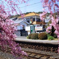 JR飯田線・長篠城駅、桜越しに眺めた駅構内