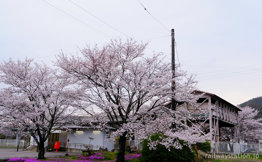高山本線・中川辺駅、満開の桜