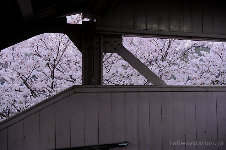 高山本線・中川辺駅、跨線橋から覗き見た桜