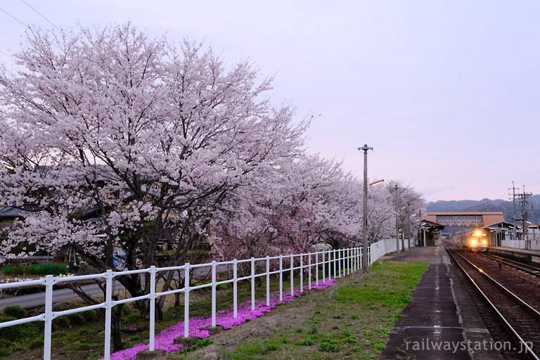 川辺町、高山本線・中川辺駅ホーム沿いの桜並木