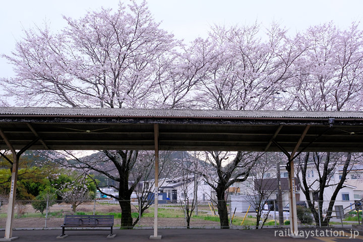 高山本線・中川辺駅、ホーム上屋と桜並木