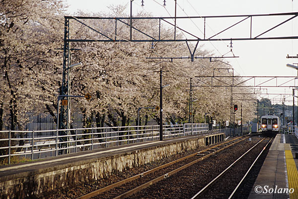 愛知県新城市、桜満開の飯田線・野田城駅に入線する列車