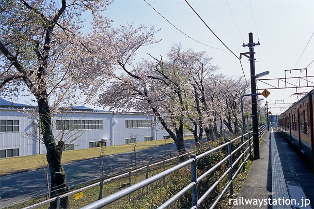 JR飯田線・野田城駅、ホーム沿いの桜並木と113系電車