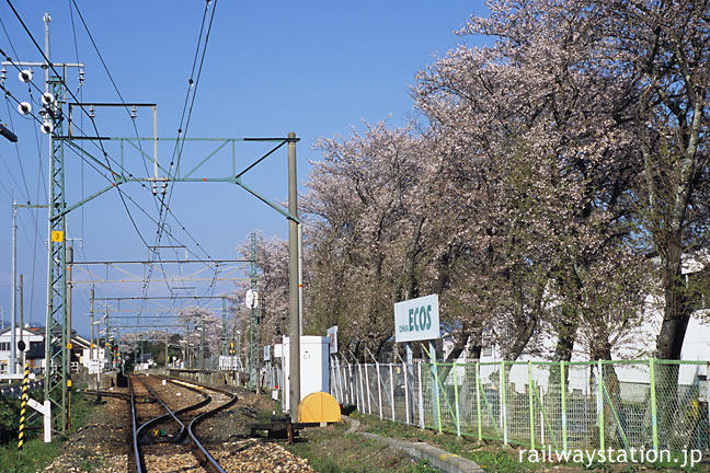 JR飯田線・野田城駅、駅南側から見た横浜ゴム敷地の桜並木