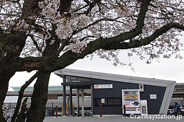 半田市、武豊線・乙川駅の新駅舎、春は桜が美しい。