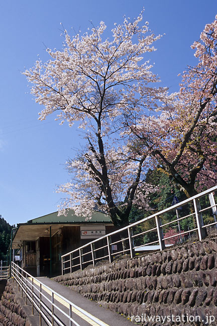 JR飯田線・城西駅、桜と木造駅舎