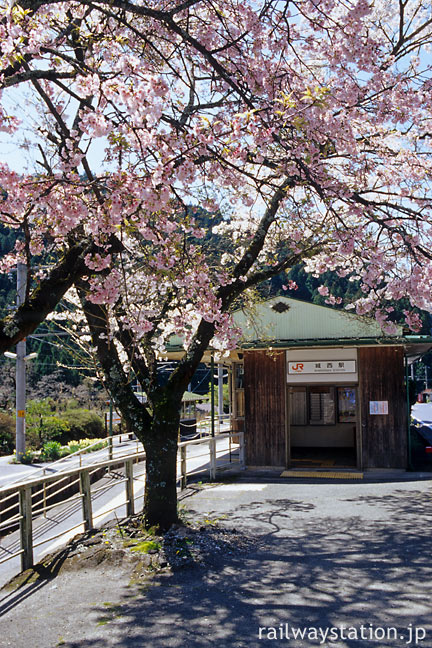 JR飯田線・城西駅、木造駅舎と八重桜の並木