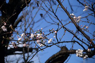 JR東海・太多線・下切駅、僅かに咲く桜