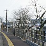 岐阜県可児市、太多線・下切駅(JR東海)。プラットホーム沿いの桜並木で知られた駅だが…