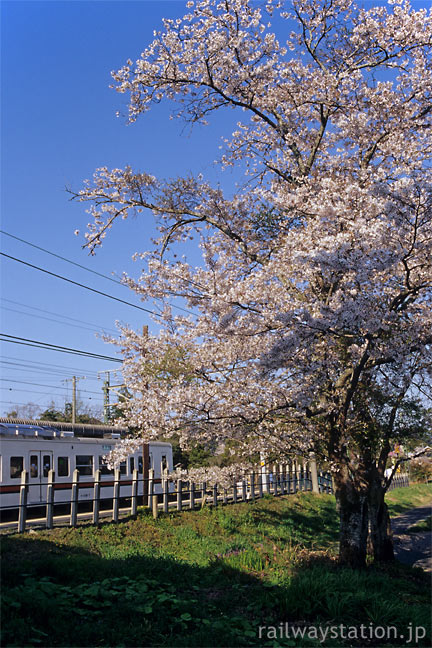 JR東海・飯田線・東上駅に咲く桜