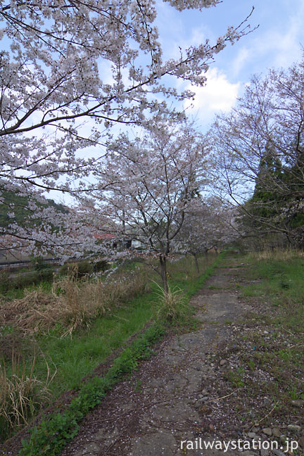 JR山口線・青原駅、側線ホーム跡の桜