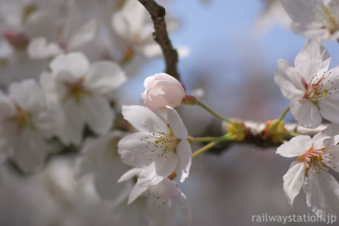 JR西日本・山口線・青原駅、咲く遅れた桜の花一輪