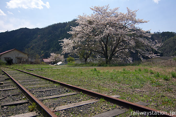 JR山口線・青原駅、側線跡の大きな桜の木