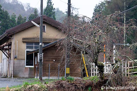 芸備線・道後山駅、枝垂桜の木と木造駅舎