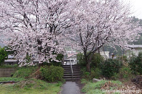 JR西日本・三江線・因原駅、廃止ホームの桜の木