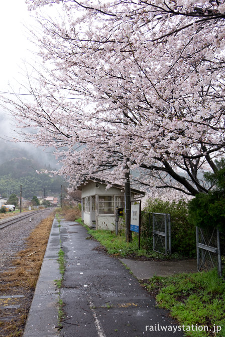 JR西日本三江線・因原駅、桜満開の廃止ホーム