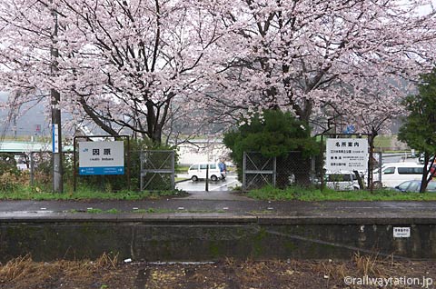 JR西日本・三江線・因原駅、桜満開の廃止ホームと駅名標