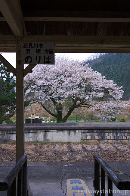 JR西日本・三江線・川戸駅廃ホームの満開の桜