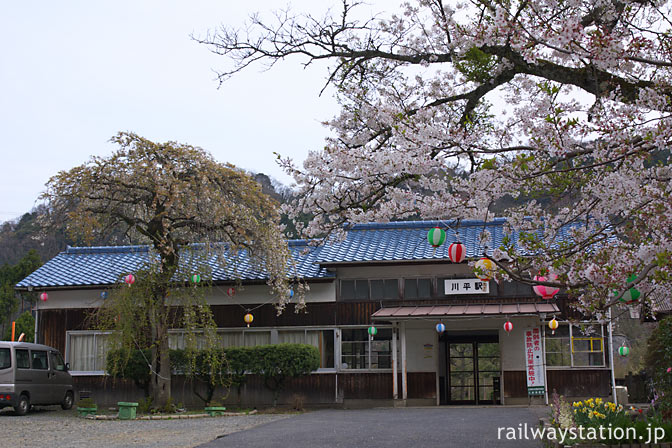 JR三江線・川平駅・提灯が吊るされた満開の桜