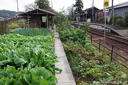 JR姫新線・美作千代駅、廃止された反対ホーム上の畑