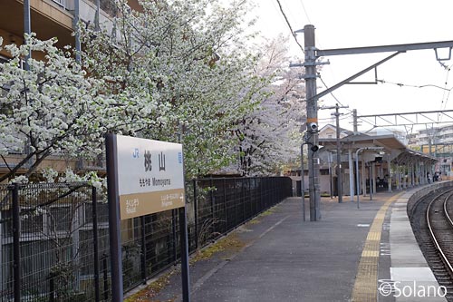 JR奈良線・桃山駅、駅名標と1番ホーム沿いの桜並木