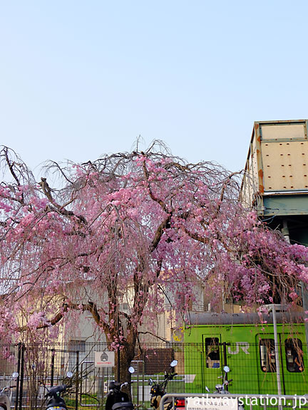 jR奈良線・桃山駅、枝垂桜とウグイス色の103系電車と枝垂桜。