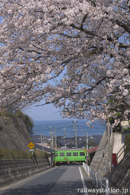 JR山陰本線・名和駅近くをゆく列車、満開の桜と日本海