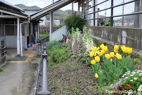 JR姫新線・太市駅、駅構内の黄色いチューリップ