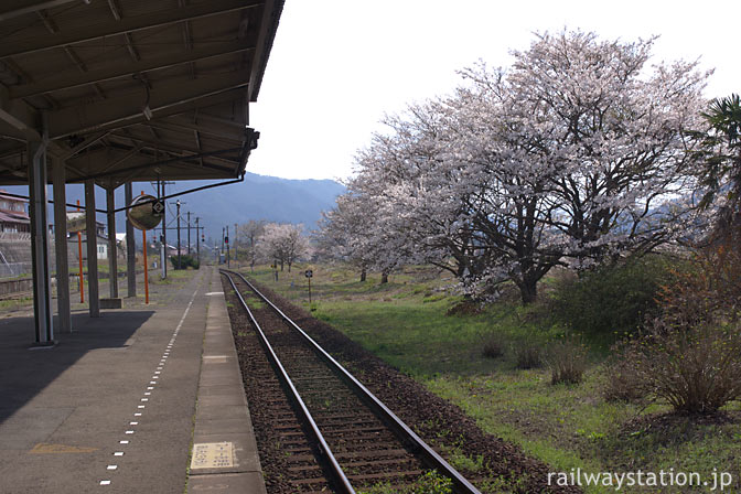 JR西日本・山口線・徳佐駅、ホーム横の満開の桜