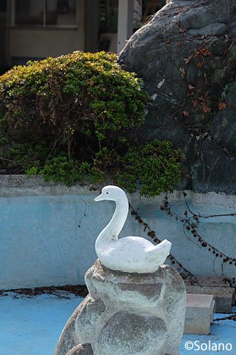 JR宇部線・宇部新川駅、枯池の白鳥