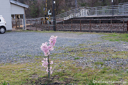 JR北陸本線・牛ノ谷駅前の空地に植えられた桜