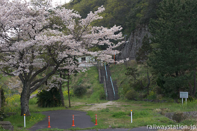 JR西日本・山陰本線・湯里駅、旧駅舎跡地に咲く満開の桜