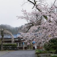 三江線・川平駅、ずっと見たいと思っていた春の風景～駅・桜旅2011～