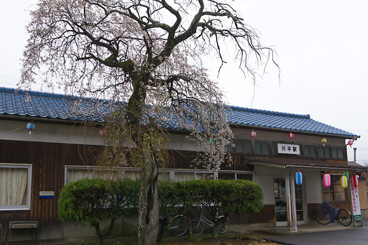 三江線・川平駅、山本家枝垂桜の枝を植樹した桜の老木