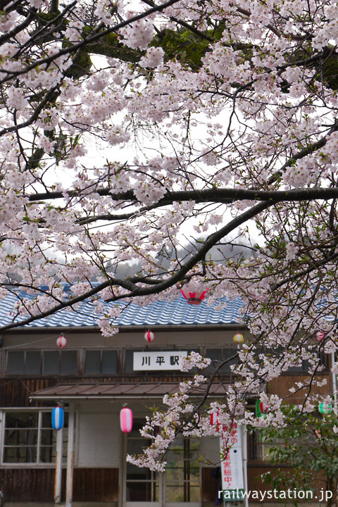 三江線・川平駅、昭和5年の駅開業時に植えられた桜