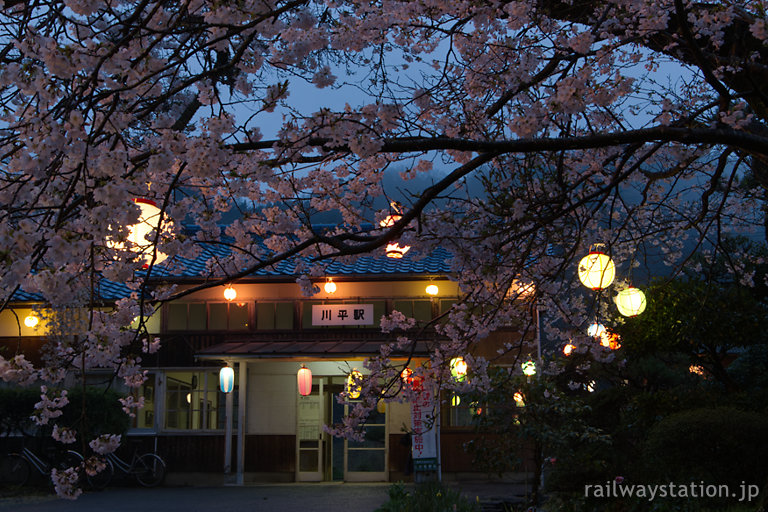 三江線、夜の帳が下りる川平駅、満開の桜と提灯